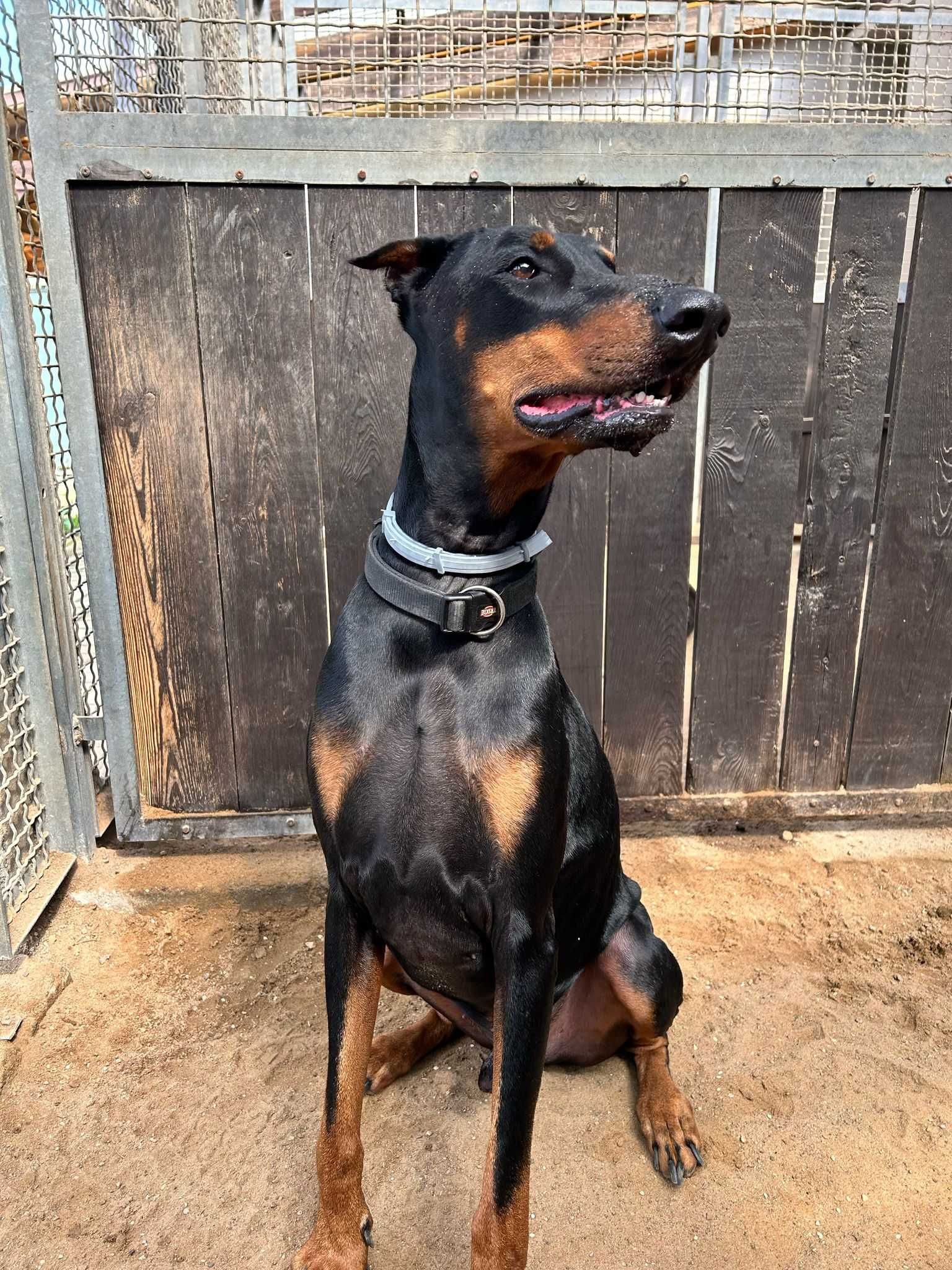 Unter - przyjazny doberman do ludzi, ale nie do innych psów