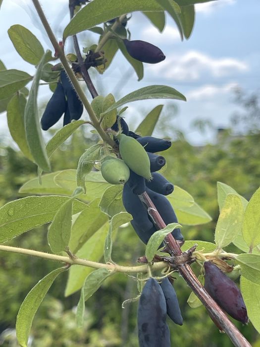 Жимолость. Колекція сортів.