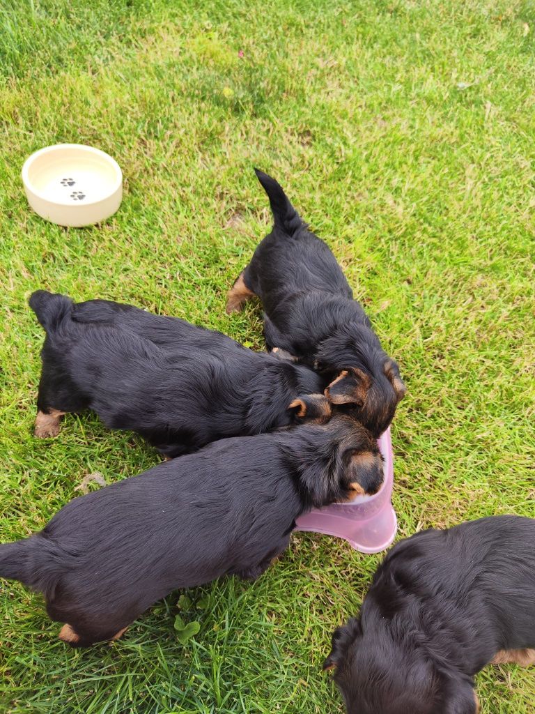 Yorkshire Terrier – szczeniak z rodowodem SWKiPR

Maluch jest już po p