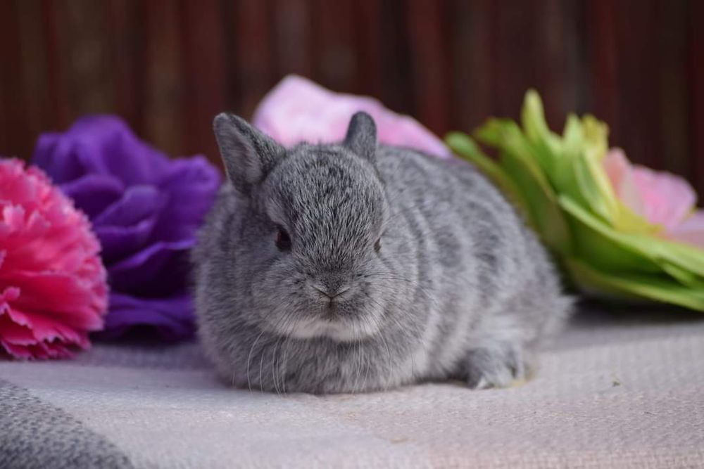 Karzełek Niderlandzki, karzelek Teddy, Mini Lop hodowla zarejestrowana