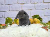 Króliczki Mini Lop.