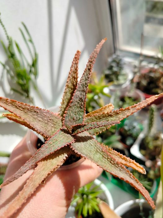 БегонияКлеопатра Рео сциндапсус Сингониум АлоеФилодендронХамедорея