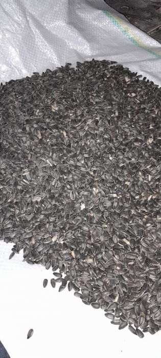 Насіння соняшнику відром 10л