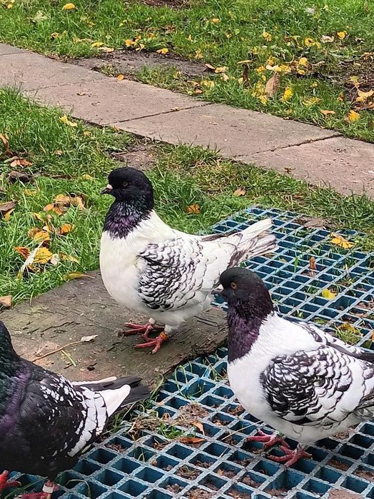 Gołębie Strasery Kingi Rysie