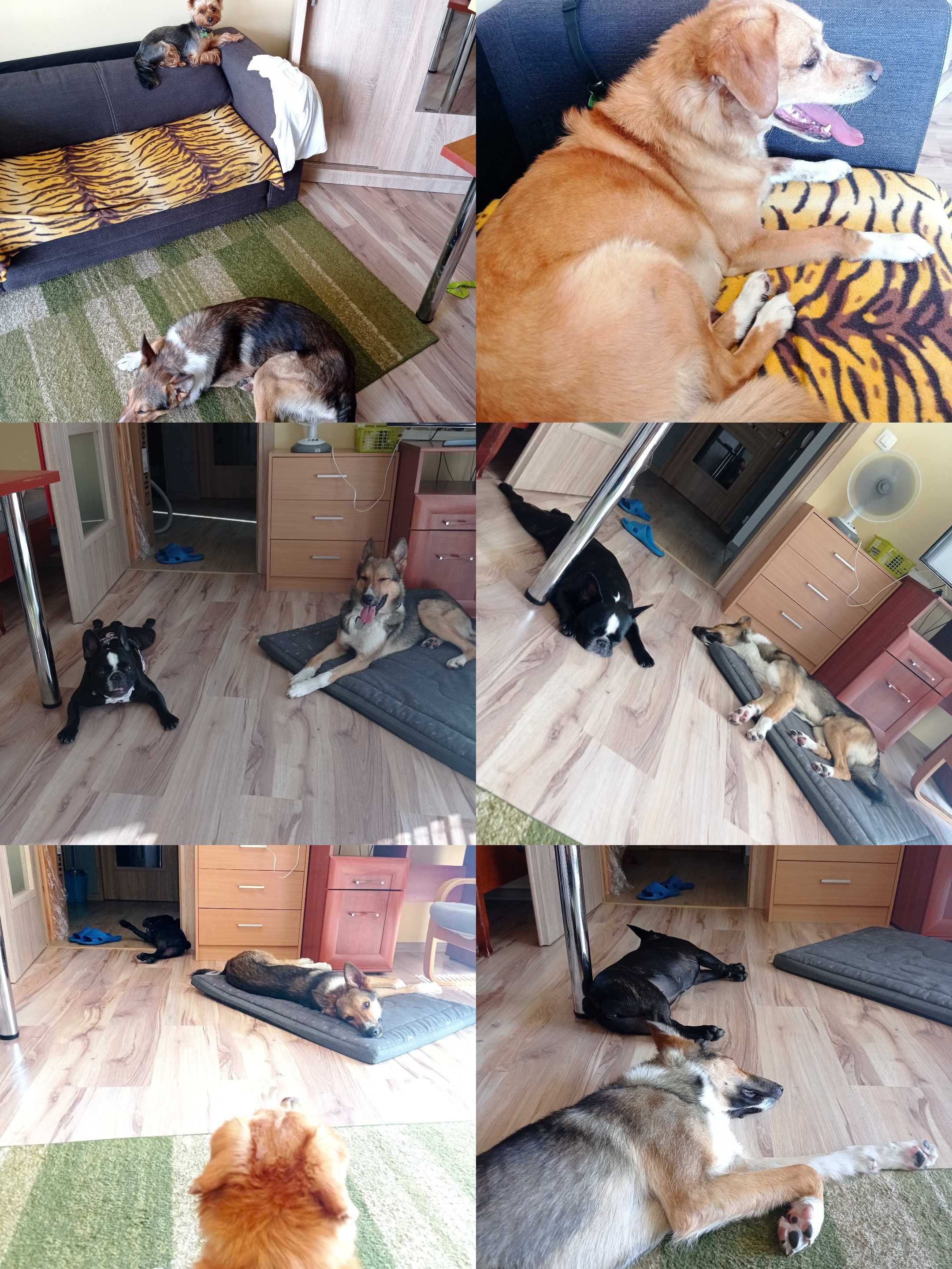 Opieka nad psem dogsitter psi hotel hotel dla psów petsitter