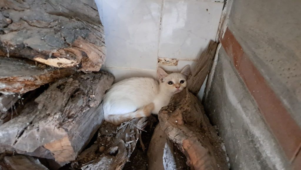 Gatos para Adoção