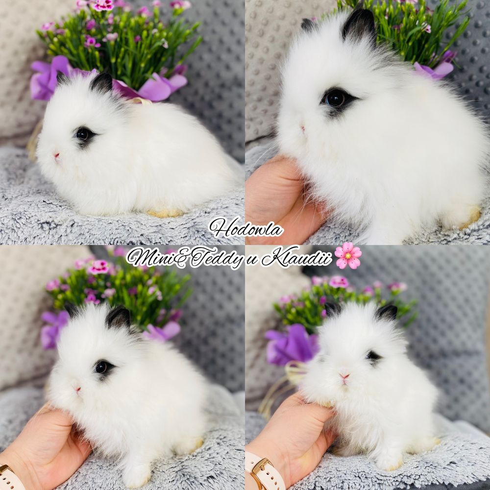 Króliki rasowe: mini lop i karzełek teddy / królik miniaturka