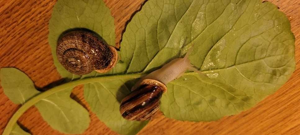 ślimaki Otala lactea murcica