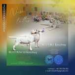 Labrador Retriever FCI, Do Terapii, Dogoterapii