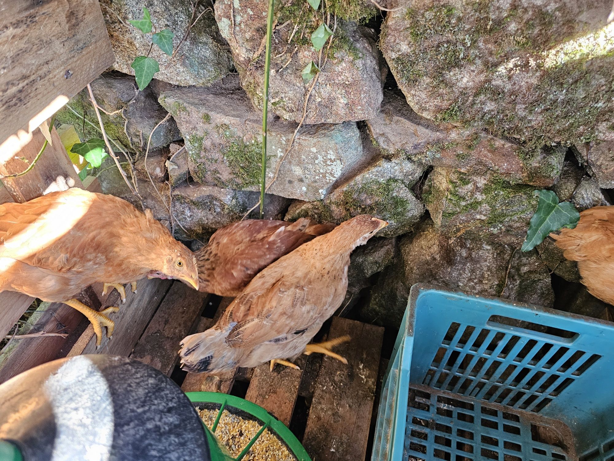 3 galinhas e um frango