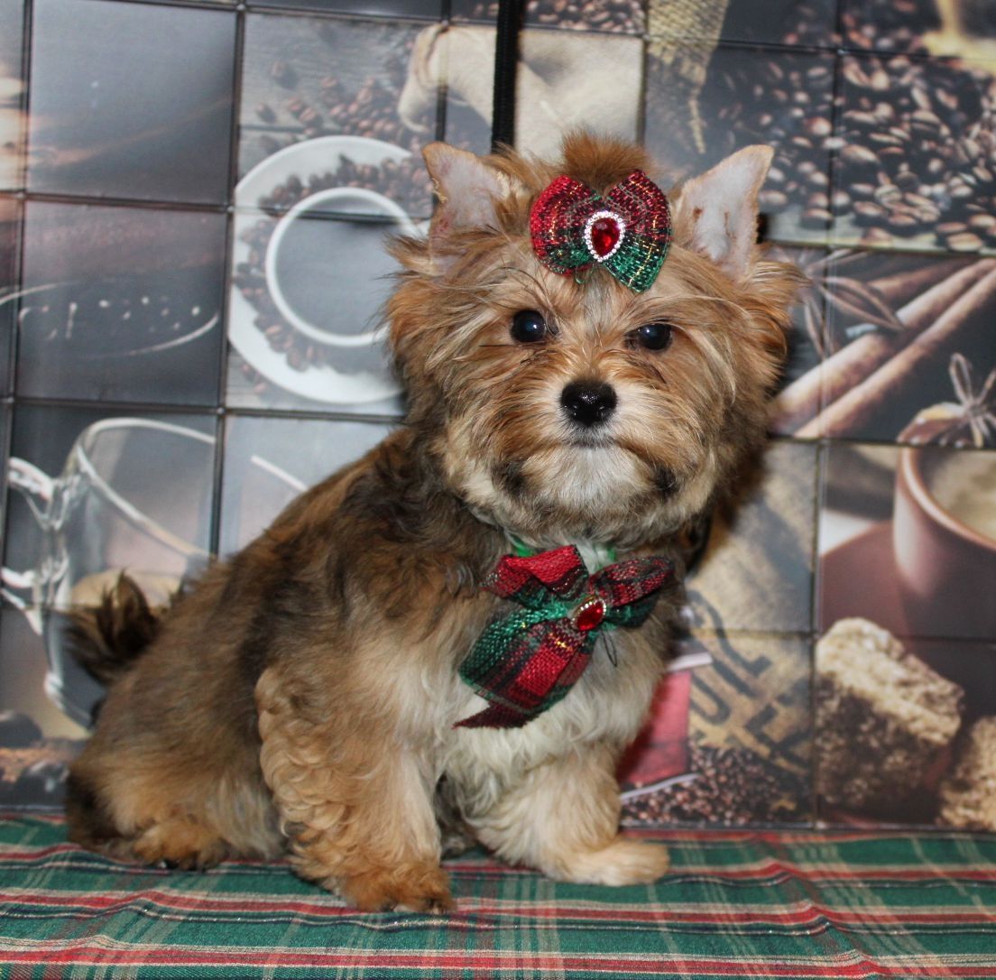 Ocean Pearl Yorkshire Terrier cudny piesek