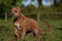 American bully sunia