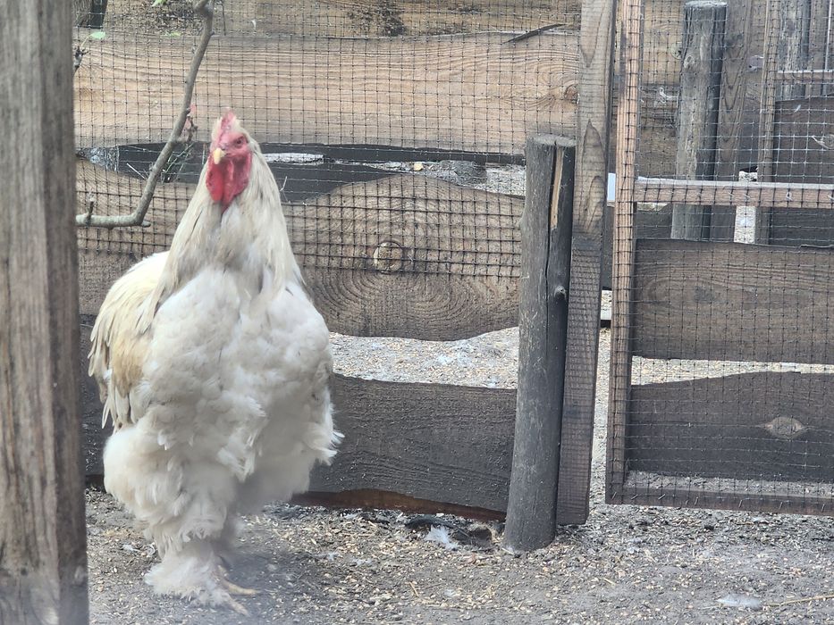 Кохінхін півень 2 роки