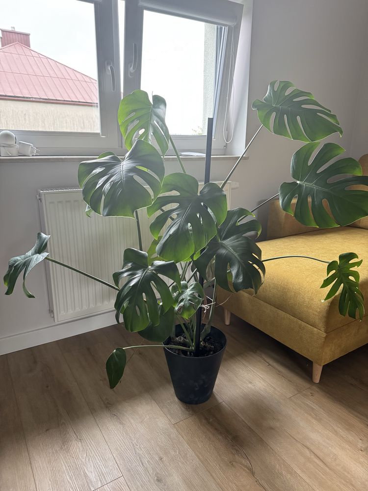 Monstera kwiat duzy