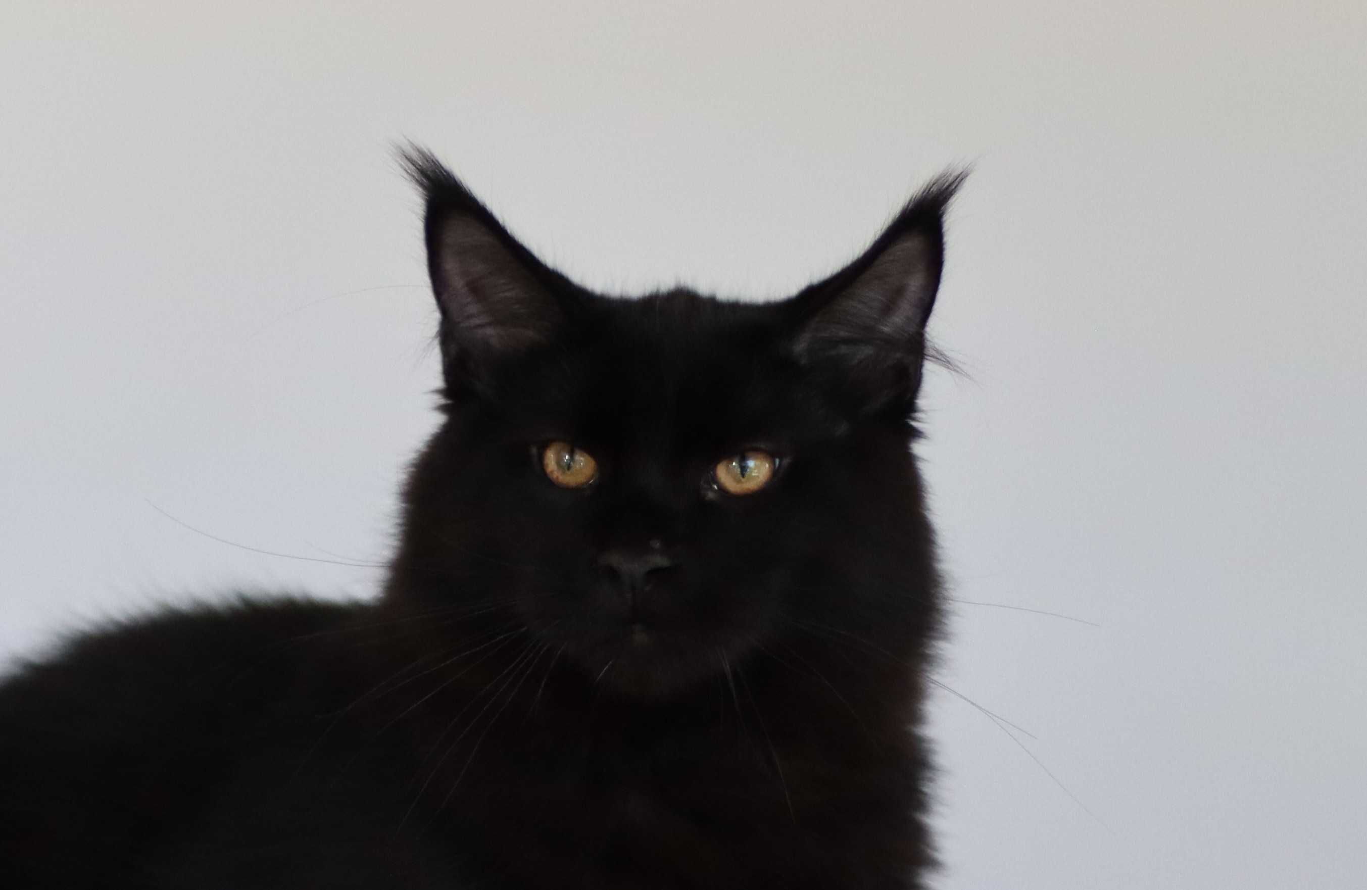 Gatinho maine coon - LOP uma autentica pantera negra