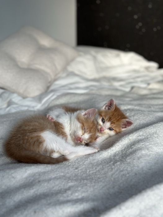Do adopcji: dwa rude kocurki pełne miłości