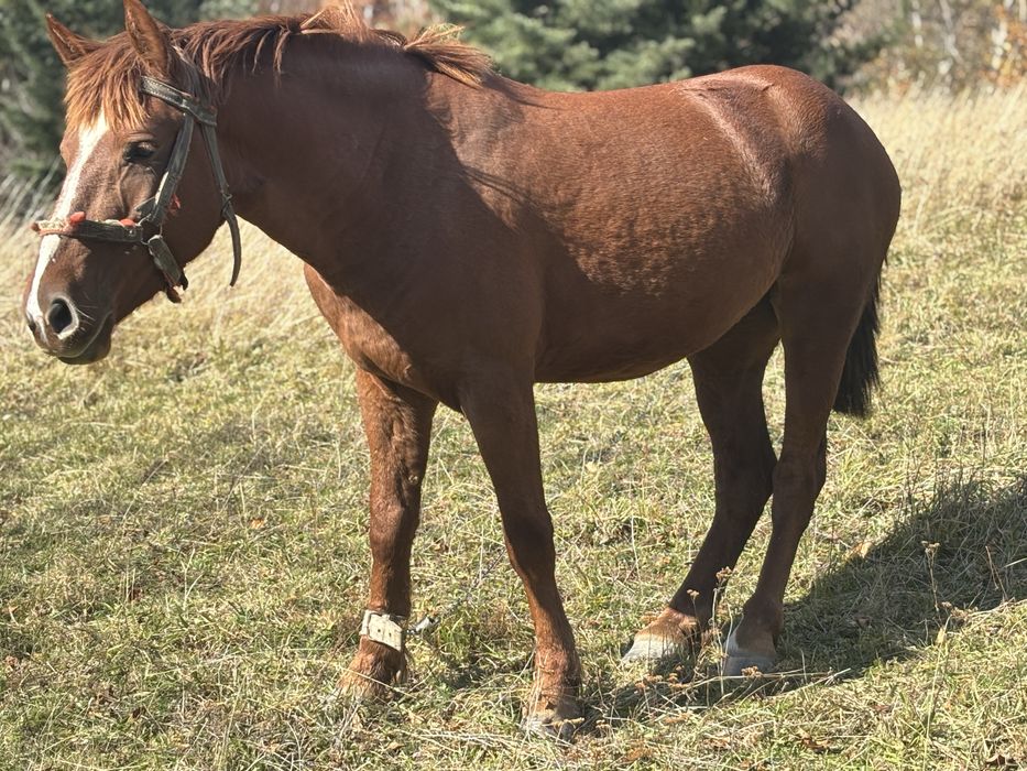Кобила молода робоча продається