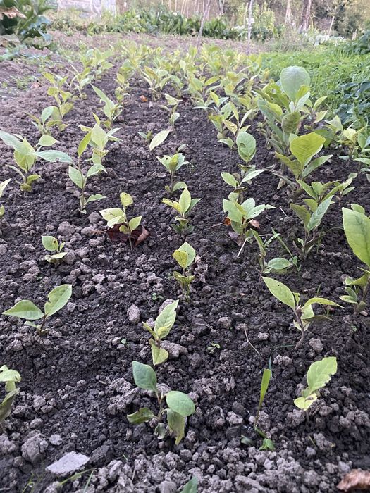 Магнолія 1-2 роки