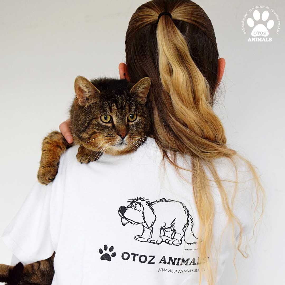 Łagodny kocurek do adopcji! Poznajcie Bakusia!