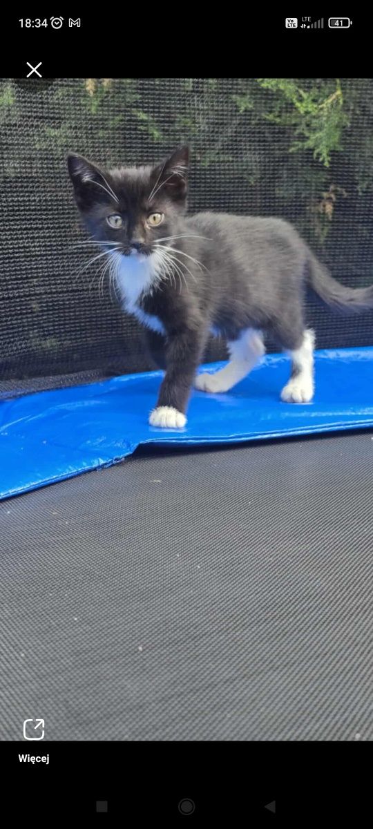 Kotka kot kotki kotek do adopcji