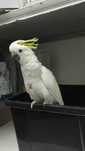 Cacatua Galerita Eleonora