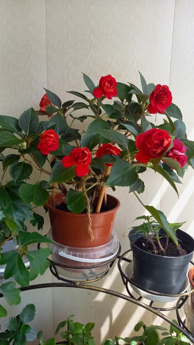 Бальзамин, зебрина,традесканция,  плектрантус,  кливия, хлорофитум