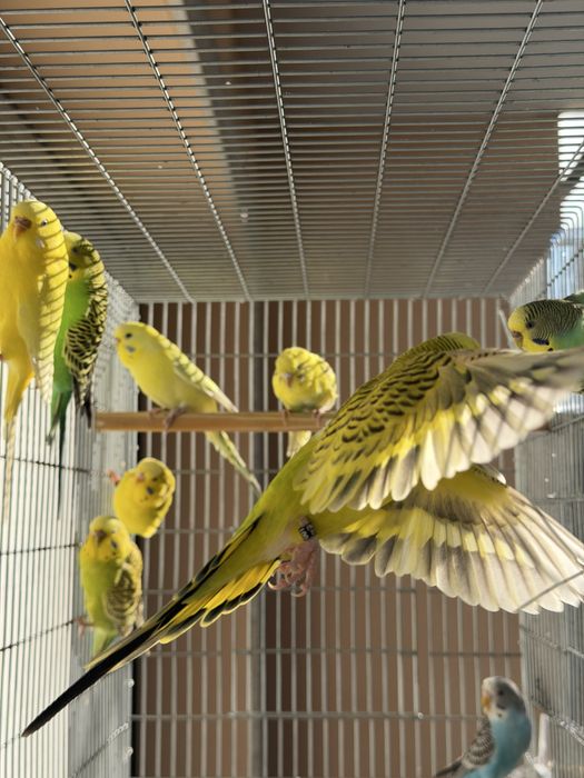 Periquitos-australianos (Criador Legal ICNF)