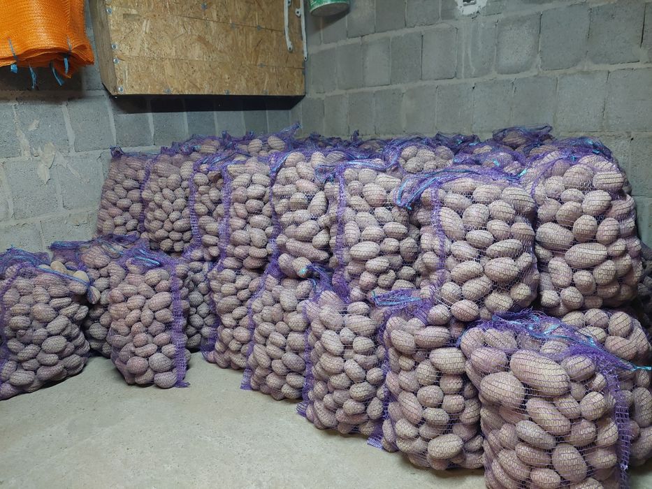 Ziemniaki Soraya zboże przenica owies pszenżyto