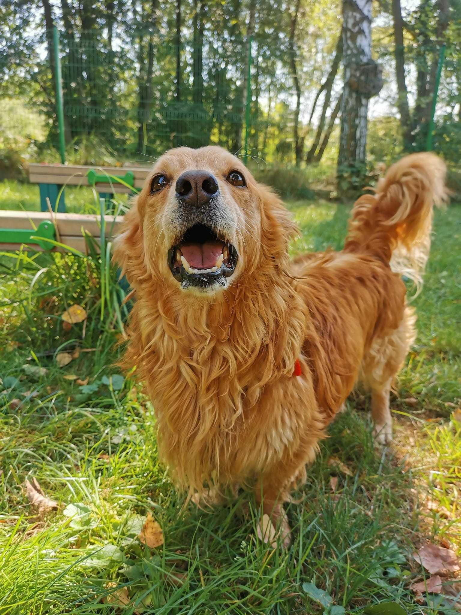 Amor 5 letni śliczny piesio wrócił z adopcji..