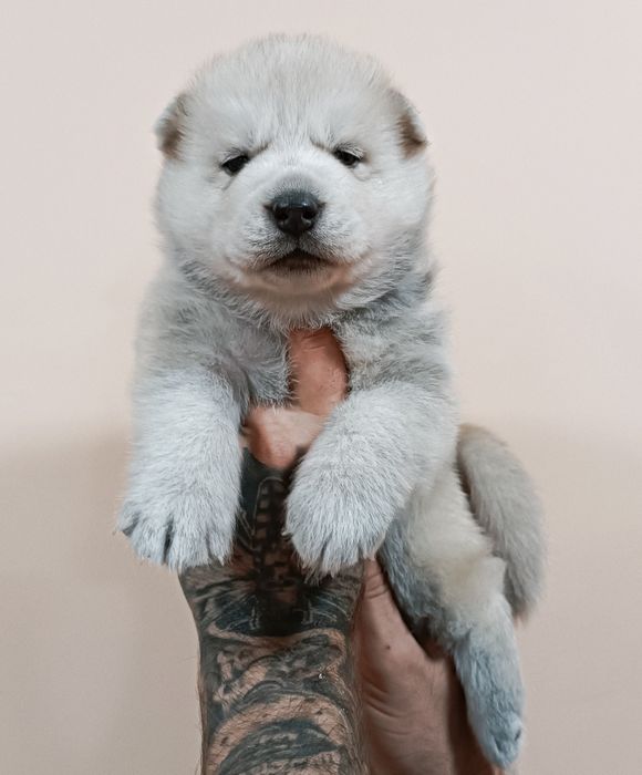 Цікаві хлопчик та дівчинка! Запитуйте