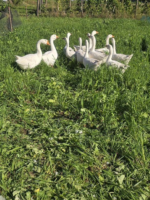 Gęsi Białe tegoroczne