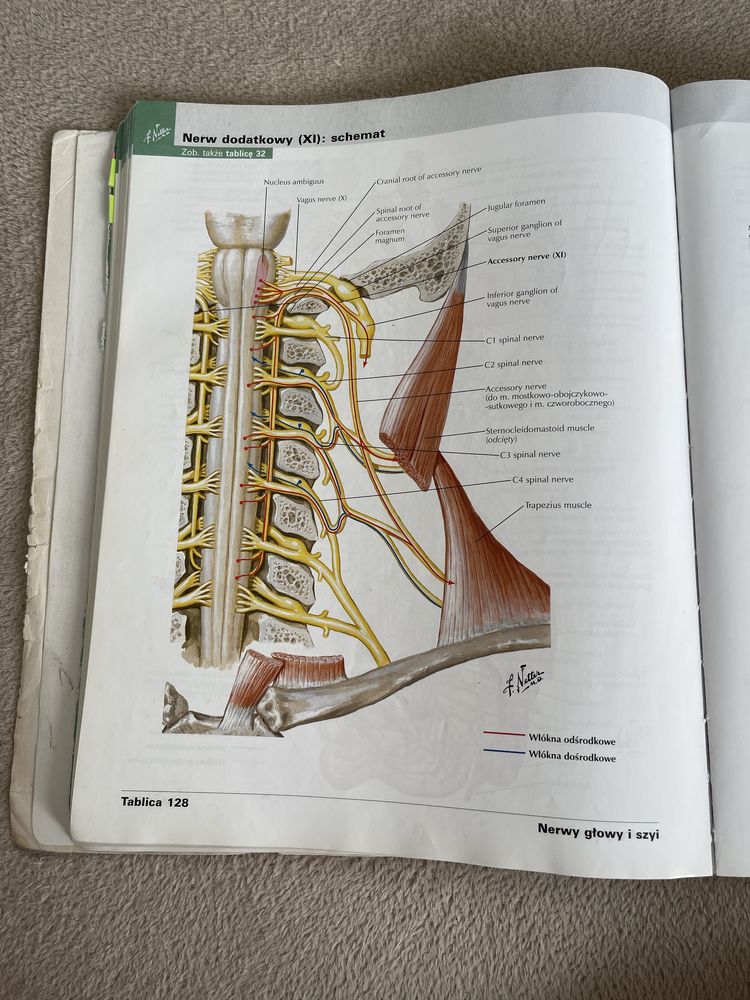 Atlas anatomii człowieka netter