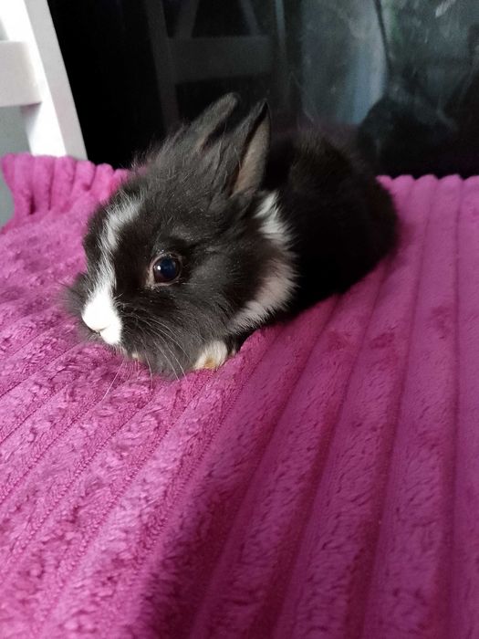 Króliczki miniaturki