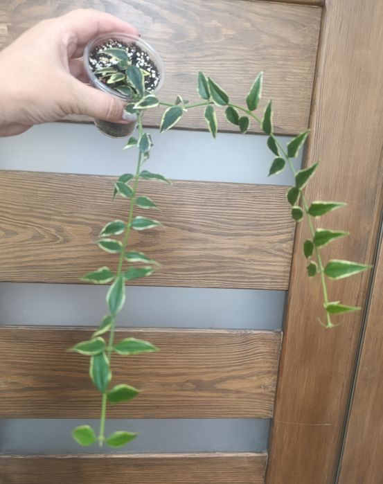 Хойї та дісхідії