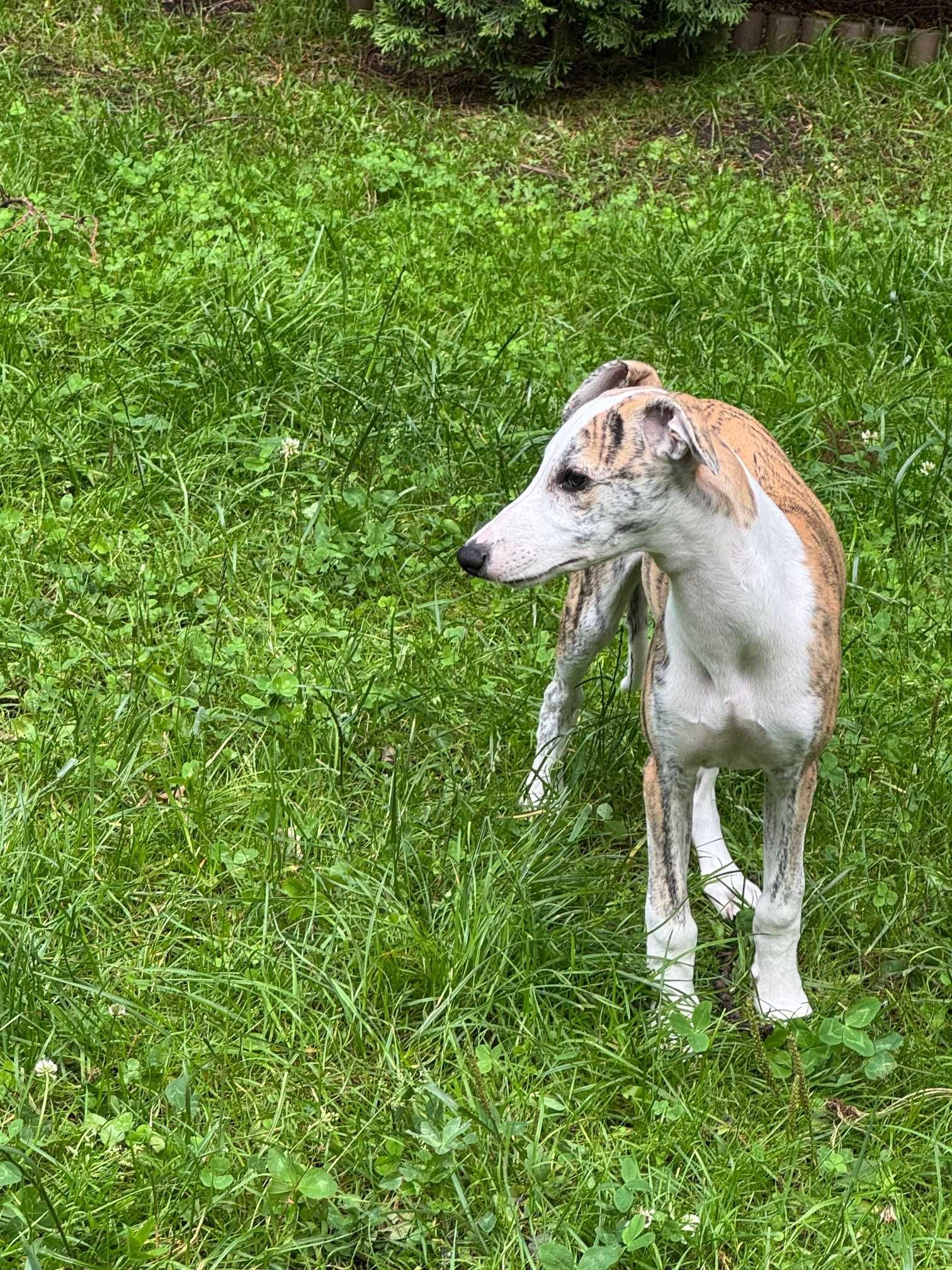 Szczeniaczki whippet chart angielski