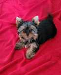 Yorkshire terrier szczenię