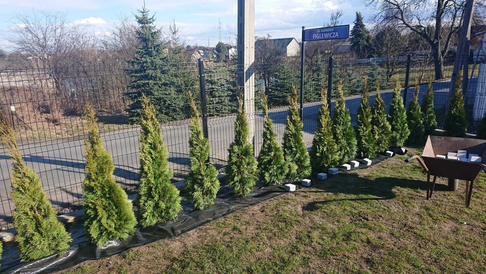 TUJA THUJA SMARAGD, SZMARAGD
90–190 cm w ofercie również inne wymiary