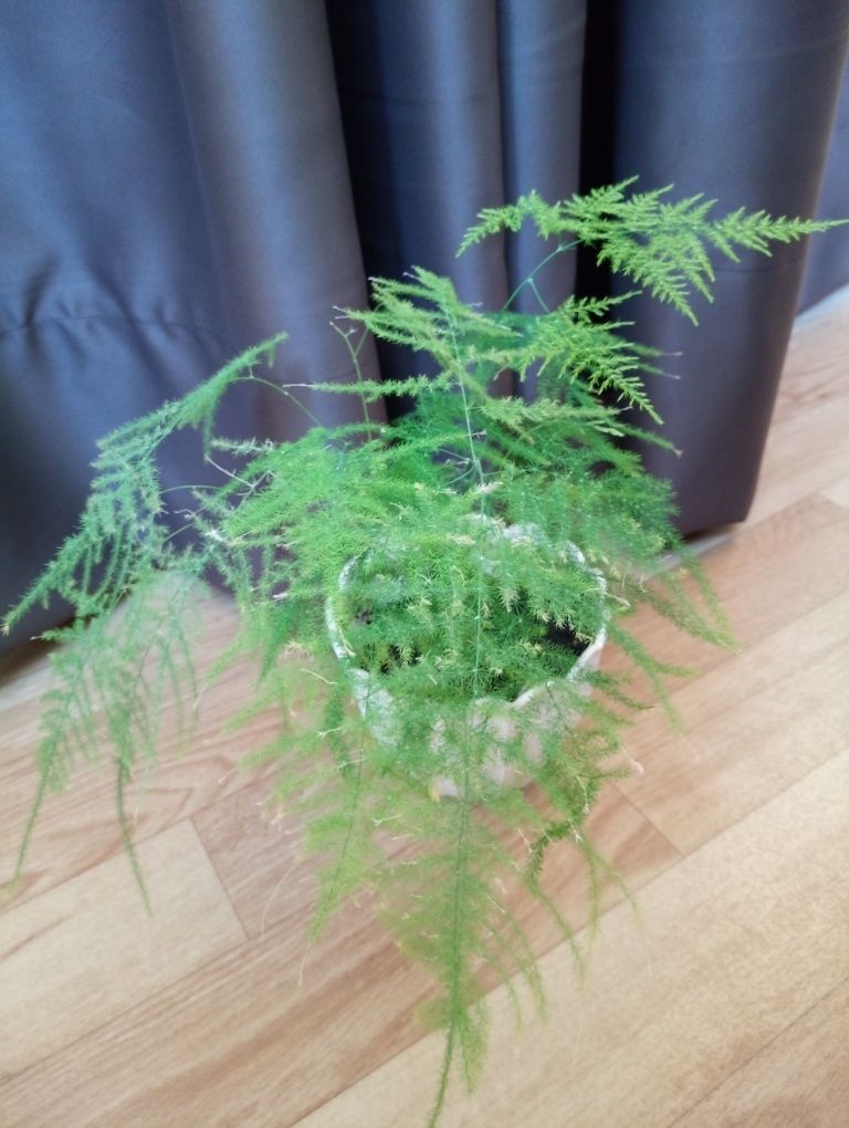 Аспарагус перистый, продается целиком все растение на фото