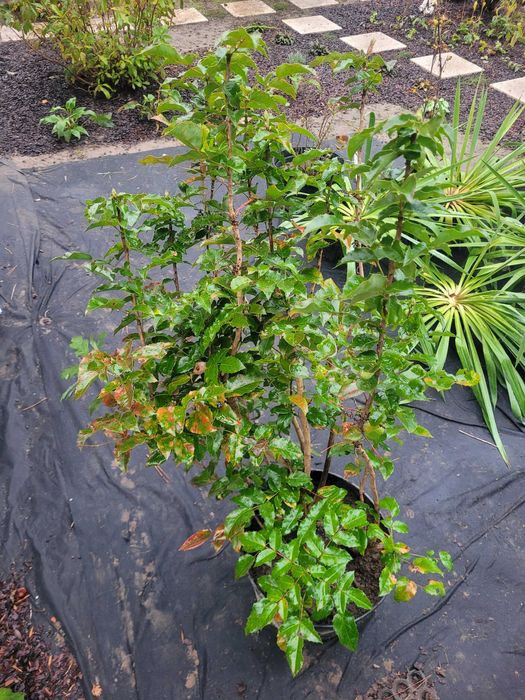 Rośliny ogrodowe - ligustry i kosaciec