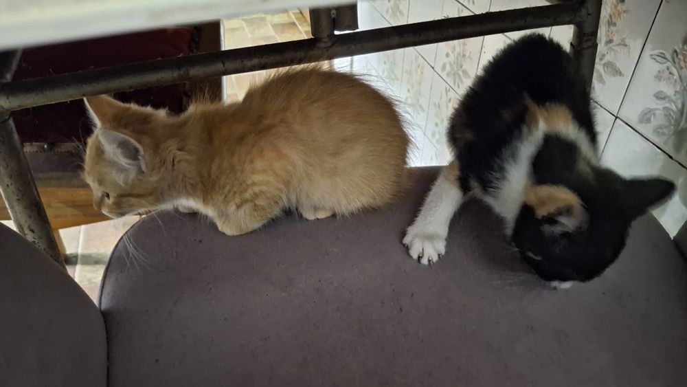 Dá-se gatinhos com 2  messes e meio