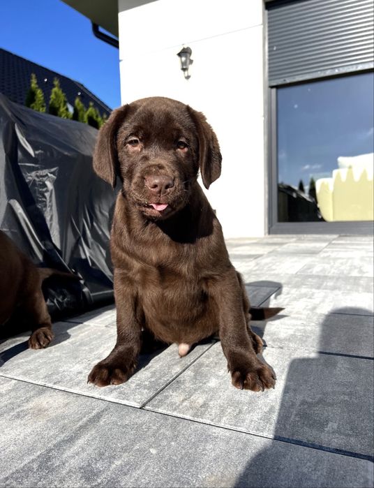 Labrador czekoladowy Piekny !!