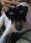 Parson Russell Terrier