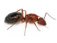 Экзотические муравьи Camponotus angusticollis 29мм формикарий
