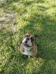 buldog kontynentalny