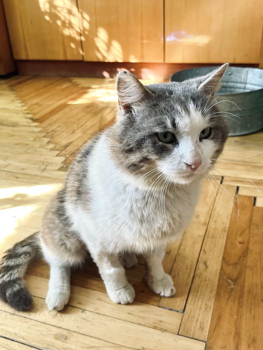 Врятований котик після ДТП шукає родину