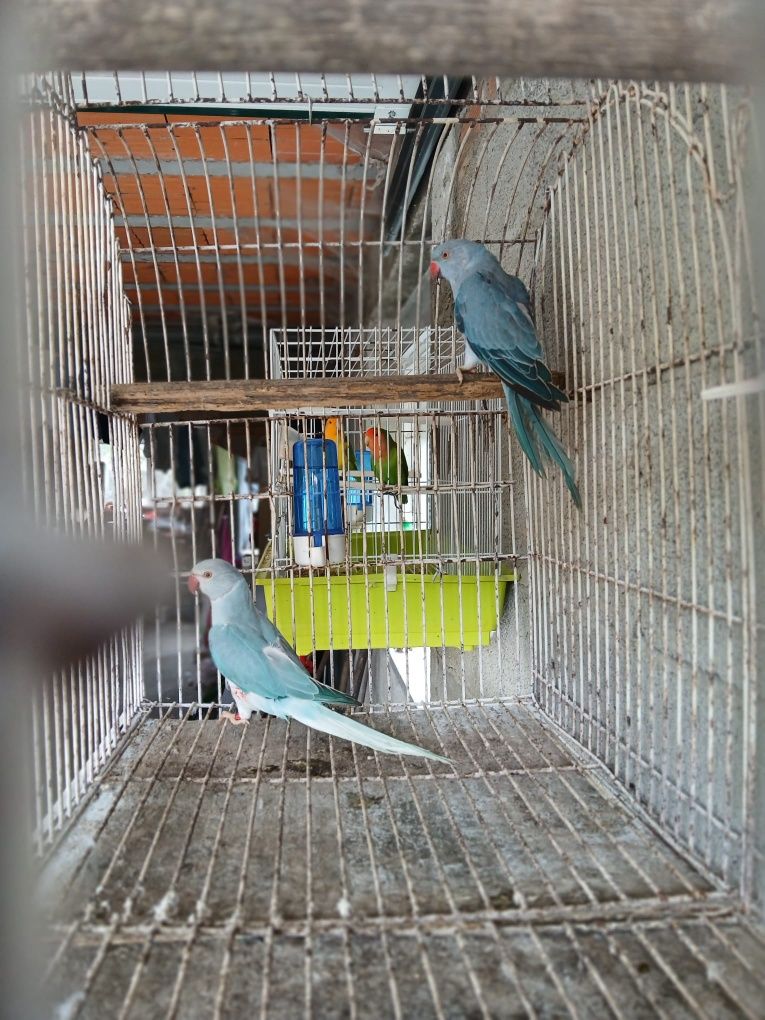 Tenho para venda  casal  de ring neck  macho  azul cc  fêmea  azul cob