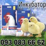 Суточный бройлер Кобб 500 Росс