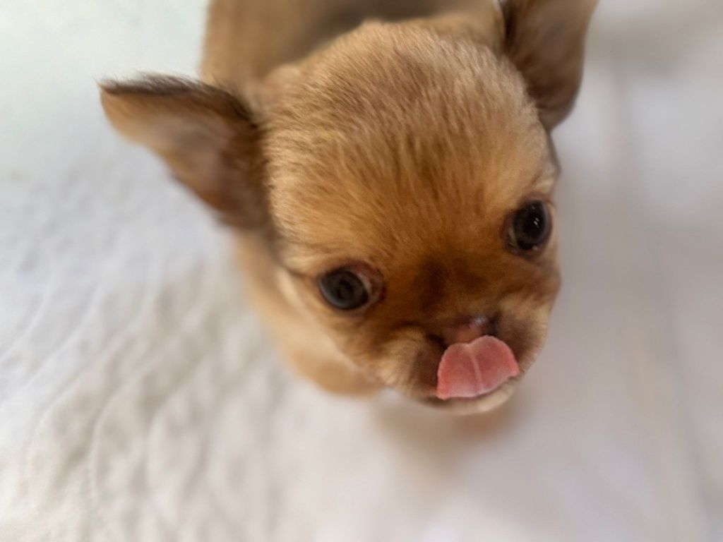 Chihuahua długowłosy fci