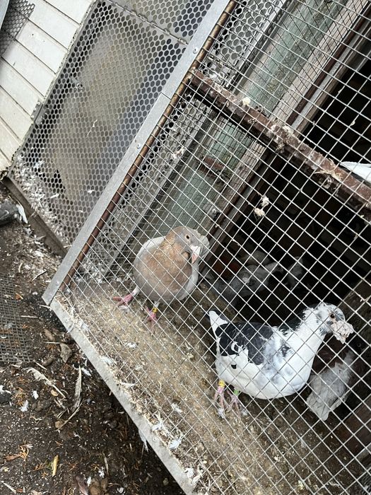 Golebie staropolski rozne kolory