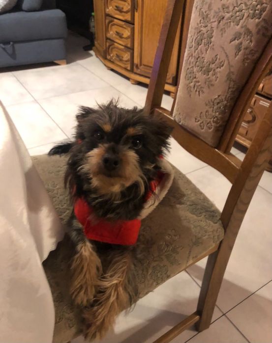 Zaginął nasz piesek!